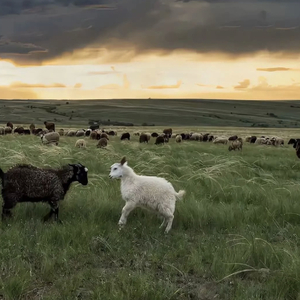 公主的欲奴h四根双龙np视频

